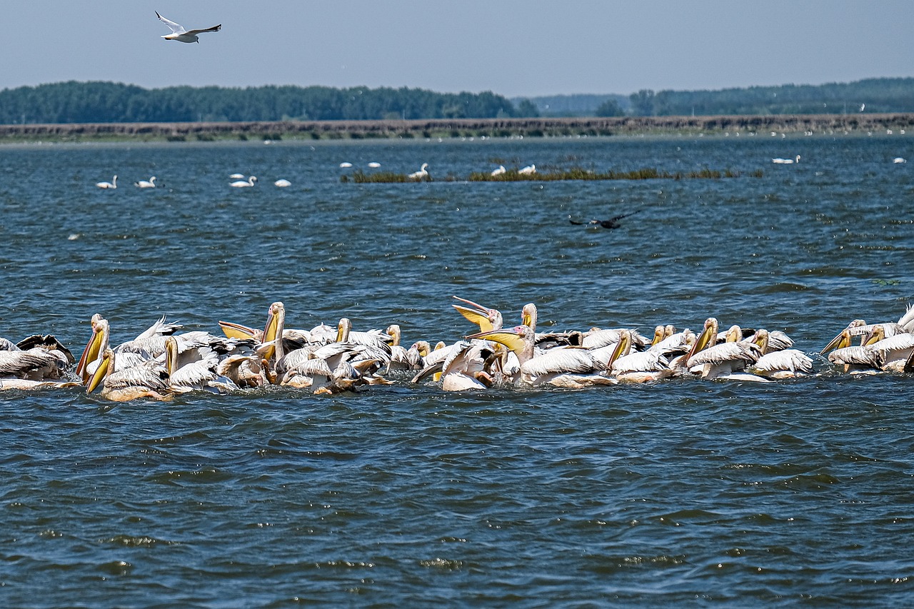 The Role of Ecotourism in Conserving Biodiversity